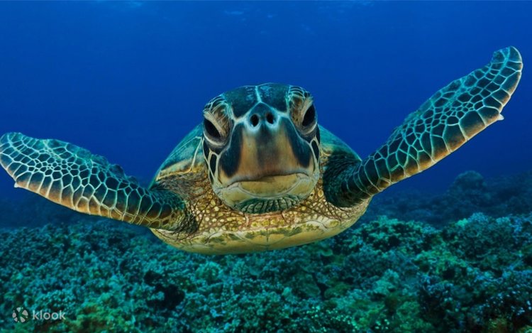 Turtle