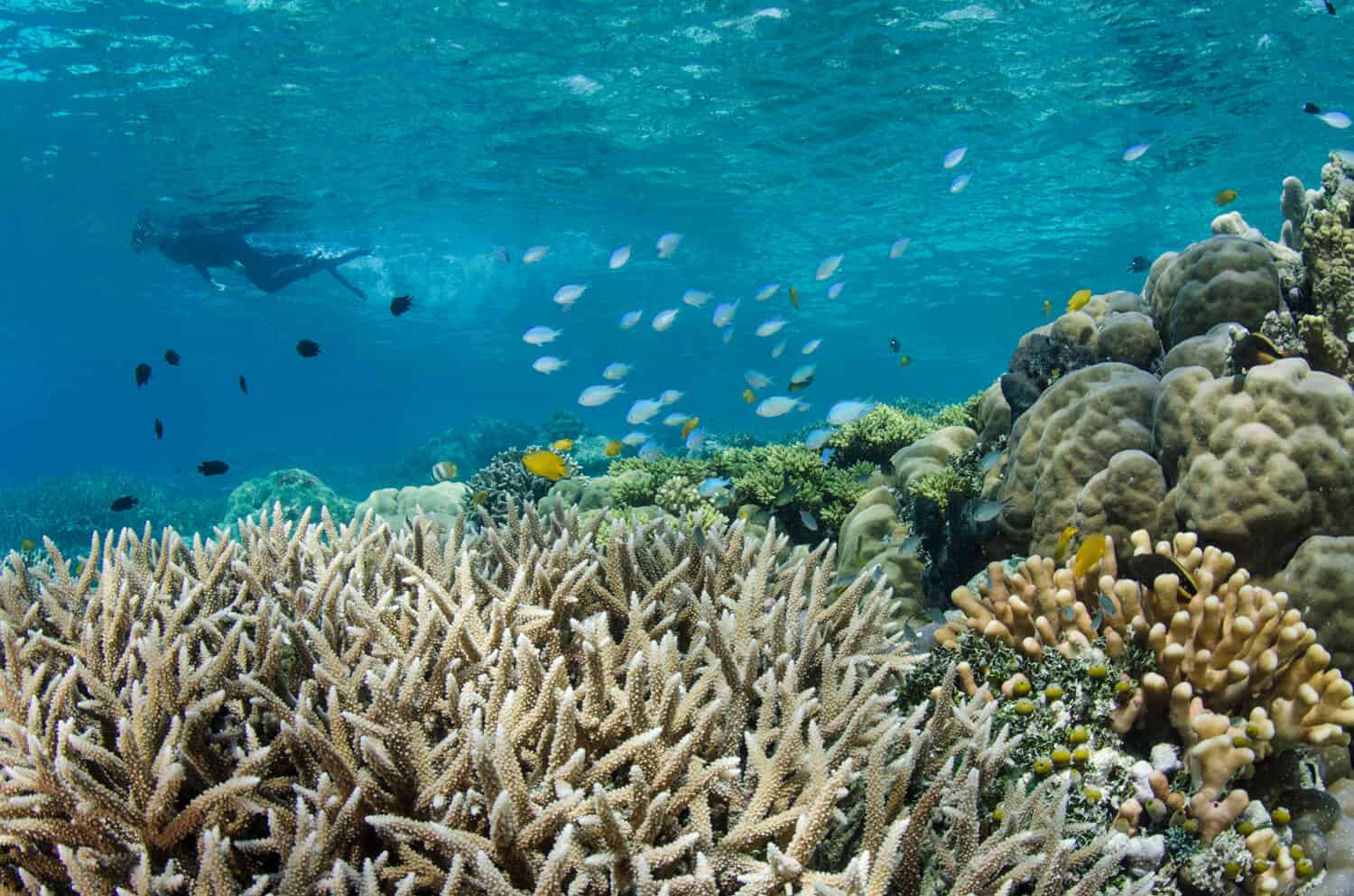 Coral