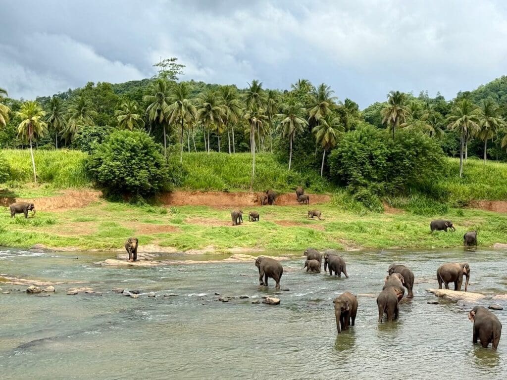 Elephant Bathing