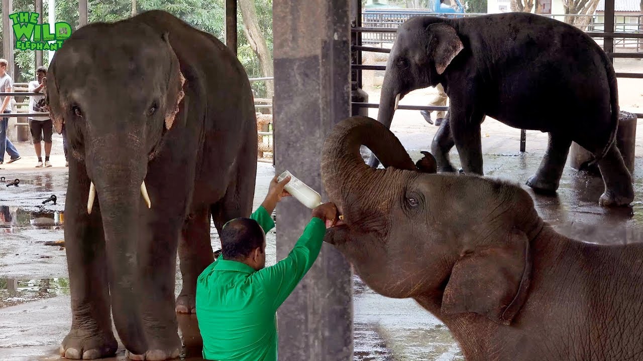 Baby Elephant Feeding