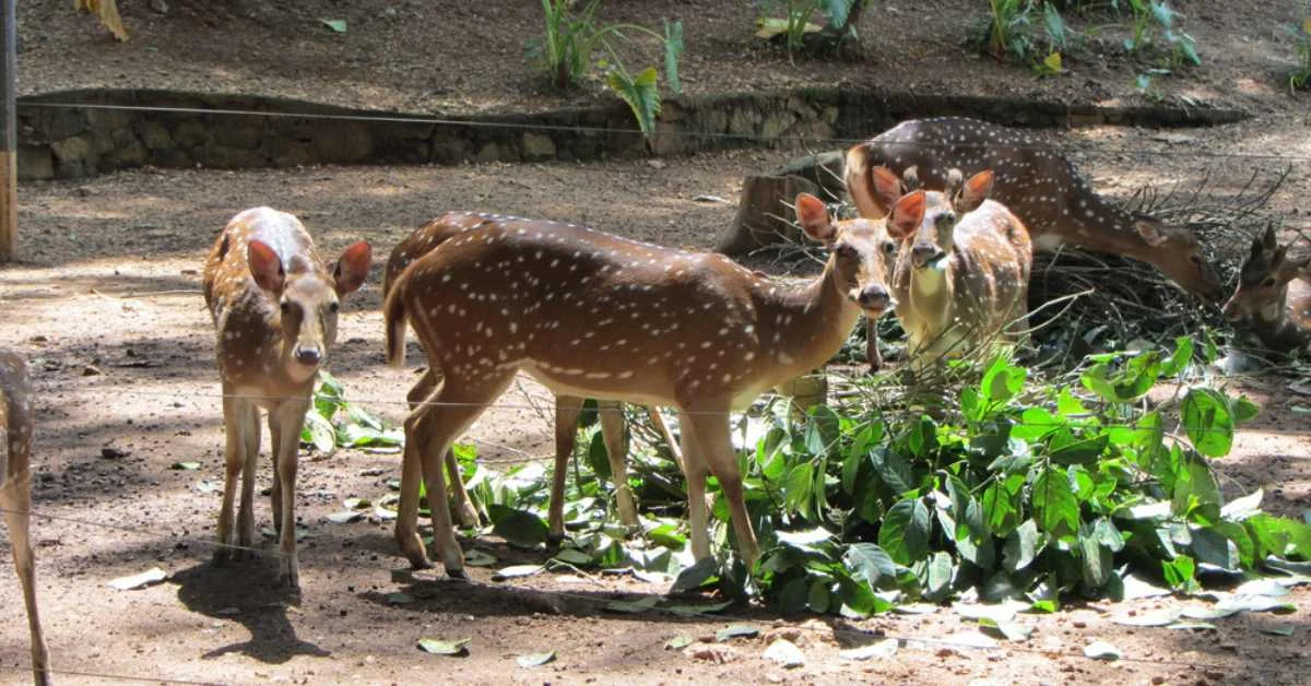 Zoo 1